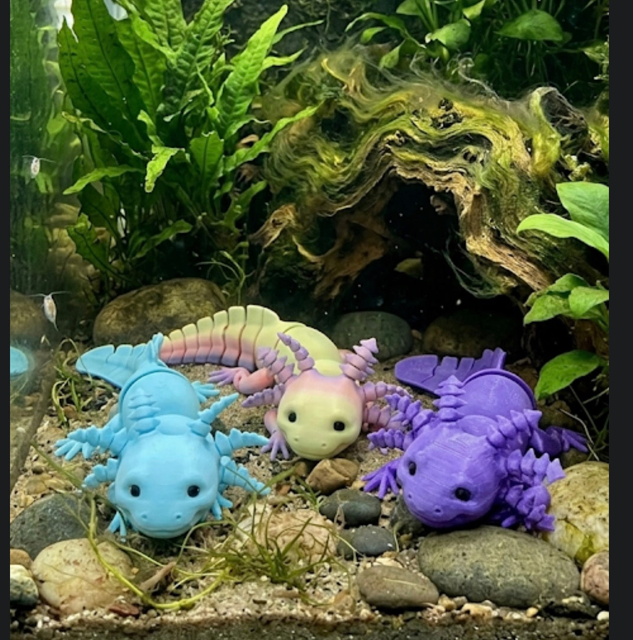 Axolotl